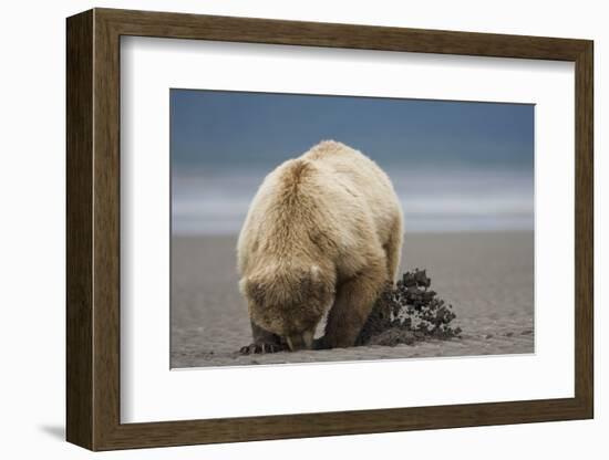 Grizzly Bear Digging Clams at Low Tide at Hallo Bay-Paul Souders-Framed Photographic Print