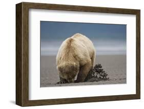 Grizzly Bear Digging Clams at Low Tide at Hallo Bay-Paul Souders-Framed Photographic Print
