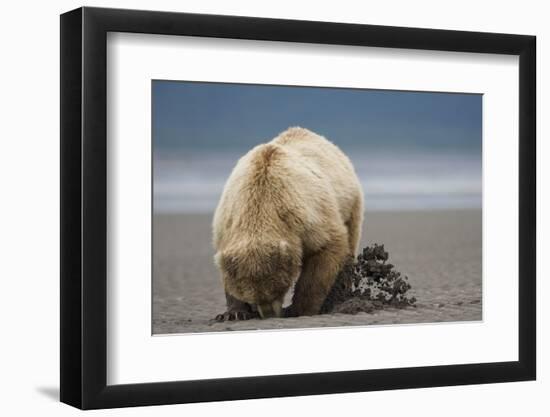 Grizzly Bear Digging Clams at Low Tide at Hallo Bay-Paul Souders-Framed Photographic Print