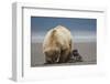 Grizzly Bear Digging Clams at Low Tide at Hallo Bay-Paul Souders-Framed Photographic Print