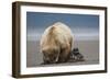 Grizzly Bear Digging Clams at Low Tide at Hallo Bay-Paul Souders-Framed Photographic Print