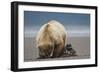 Grizzly Bear Digging Clams at Low Tide at Hallo Bay-Paul Souders-Framed Photographic Print