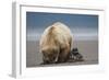 Grizzly Bear Digging Clams at Low Tide at Hallo Bay-Paul Souders-Framed Photographic Print