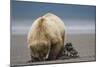 Grizzly Bear Digging Clams at Low Tide at Hallo Bay-Paul Souders-Mounted Photographic Print