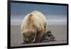 Grizzly Bear Digging Clams at Low Tide at Hallo Bay-Paul Souders-Framed Photographic Print