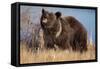 Grizzly Bear Eating Apple-W. Perry Conway-Framed Stretched Canvas