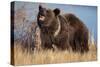 Grizzly Bear Eating Apple-W. Perry Conway-Stretched Canvas