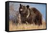 Grizzly Bear Eating Apple-W. Perry Conway-Framed Stretched Canvas