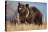 Grizzly Bear Eating Apple-W. Perry Conway-Stretched Canvas