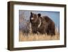 Grizzly Bear Eating Apple-W. Perry Conway-Framed Photographic Print