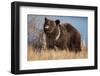 Grizzly Bear Eating Apple-W. Perry Conway-Framed Photographic Print