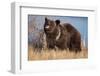 Grizzly Bear Eating Apple-W. Perry Conway-Framed Photographic Print