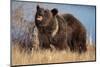 Grizzly Bear Eating Apple-W. Perry Conway-Mounted Photographic Print