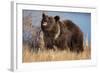 Grizzly Bear Eating Apple-W. Perry Conway-Framed Photographic Print