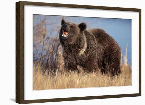 Grizzly Bear Eating Apple-W. Perry Conway-Framed Photographic Print