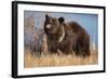 Grizzly Bear Eating Apple-W. Perry Conway-Framed Photographic Print