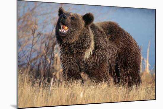 Grizzly Bear Eating Apple-W. Perry Conway-Mounted Photographic Print