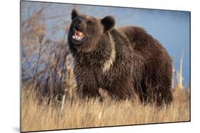 Grizzly Bear Eating Apple-W. Perry Conway-Mounted Photographic Print