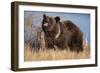 Grizzly Bear Eating Apple-W. Perry Conway-Framed Photographic Print