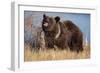 Grizzly Bear Eating Apple-W. Perry Conway-Framed Photographic Print
