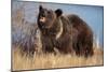 Grizzly Bear Eating Apple-W. Perry Conway-Mounted Photographic Print