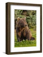 Grizzly bear eating clover, Lake Clark National Park and Preserve, Alaska-Adam Jones-Framed Photographic Print