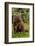 Grizzly bear eating clover, Lake Clark National Park and Preserve, Alaska-Adam Jones-Framed Photographic Print