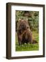 Grizzly bear eating clover, Lake Clark National Park and Preserve, Alaska-Adam Jones-Framed Photographic Print