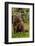 Grizzly bear eating clover, Lake Clark National Park and Preserve, Alaska-Adam Jones-Framed Photographic Print