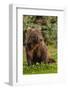 Grizzly bear eating clover, Lake Clark National Park and Preserve, Alaska-Adam Jones-Framed Photographic Print