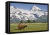 Grizzly Bear Eating Sedge Grass in Meadow at Hallo Bay-Paul Souders-Framed Stretched Canvas