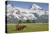 Grizzly Bear Eating Sedge Grass in Meadow at Hallo Bay-Paul Souders-Stretched Canvas