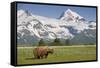 Grizzly Bear Eating Sedge Grass in Meadow at Hallo Bay-Paul Souders-Framed Stretched Canvas