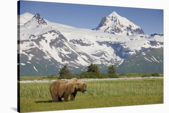 Grizzly Bear Eating Sedge Grass in Meadow at Hallo Bay-Paul Souders-Stretched Canvas