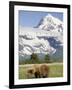 Grizzly Bear Eating Sedge Grass in Meadow at Hallo Bay-Paul Souders-Framed Photographic Print