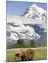 Grizzly Bear Eating Sedge Grass in Meadow at Hallo Bay-Paul Souders-Mounted Photographic Print