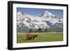 Grizzly Bear Eating Sedge Grass in Meadow at Hallo Bay-Paul Souders-Framed Photographic Print