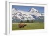 Grizzly Bear Eating Sedge Grass in Meadow at Hallo Bay-Paul Souders-Framed Photographic Print