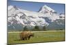 Grizzly Bear Eating Sedge Grass in Meadow at Hallo Bay-Paul Souders-Mounted Photographic Print