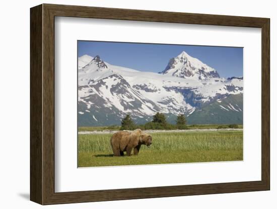 Grizzly Bear Eating Sedge Grass in Meadow at Hallo Bay-Paul Souders-Framed Photographic Print