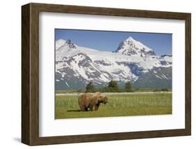 Grizzly Bear Eating Sedge Grass in Meadow at Hallo Bay-Paul Souders-Framed Photographic Print