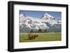 Grizzly Bear Eating Sedge Grass in Meadow at Hallo Bay-Paul Souders-Framed Photographic Print
