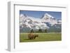 Grizzly Bear Eating Sedge Grass in Meadow at Hallo Bay-Paul Souders-Framed Photographic Print