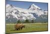 Grizzly Bear Eating Sedge Grass in Meadow at Hallo Bay-Paul Souders-Mounted Photographic Print