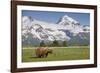 Grizzly Bear Eating Sedge Grass in Meadow at Hallo Bay-Paul Souders-Framed Photographic Print