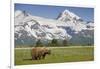 Grizzly Bear Eating Sedge Grass in Meadow at Hallo Bay-Paul Souders-Framed Photographic Print