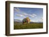 Grizzly Bear Eating Sedge Grass in Meadow at Hallo Bay-Paul Souders-Framed Photographic Print