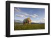 Grizzly Bear Eating Sedge Grass in Meadow at Hallo Bay-Paul Souders-Framed Photographic Print