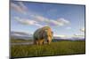 Grizzly Bear Eating Sedge Grass in Meadow at Hallo Bay-Paul Souders-Mounted Photographic Print