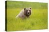 Grizzly Bear Eating-W. Perry Conway-Stretched Canvas